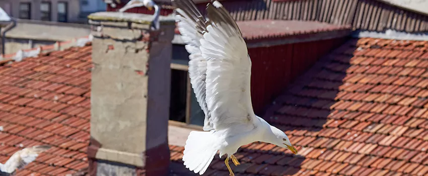 Residential Chimney Animal Removal Solution in Lee's Summit, MO