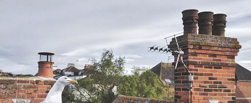 Chimney Cleaning And Restoration in Lee's Summit, Missouri